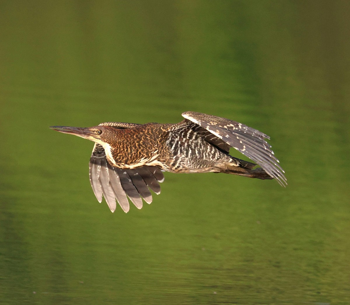 Rufescent Tiger-Heron - ML645415263