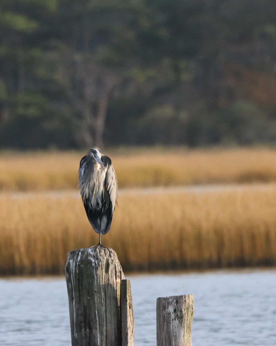 Great Blue Heron - ML645415272