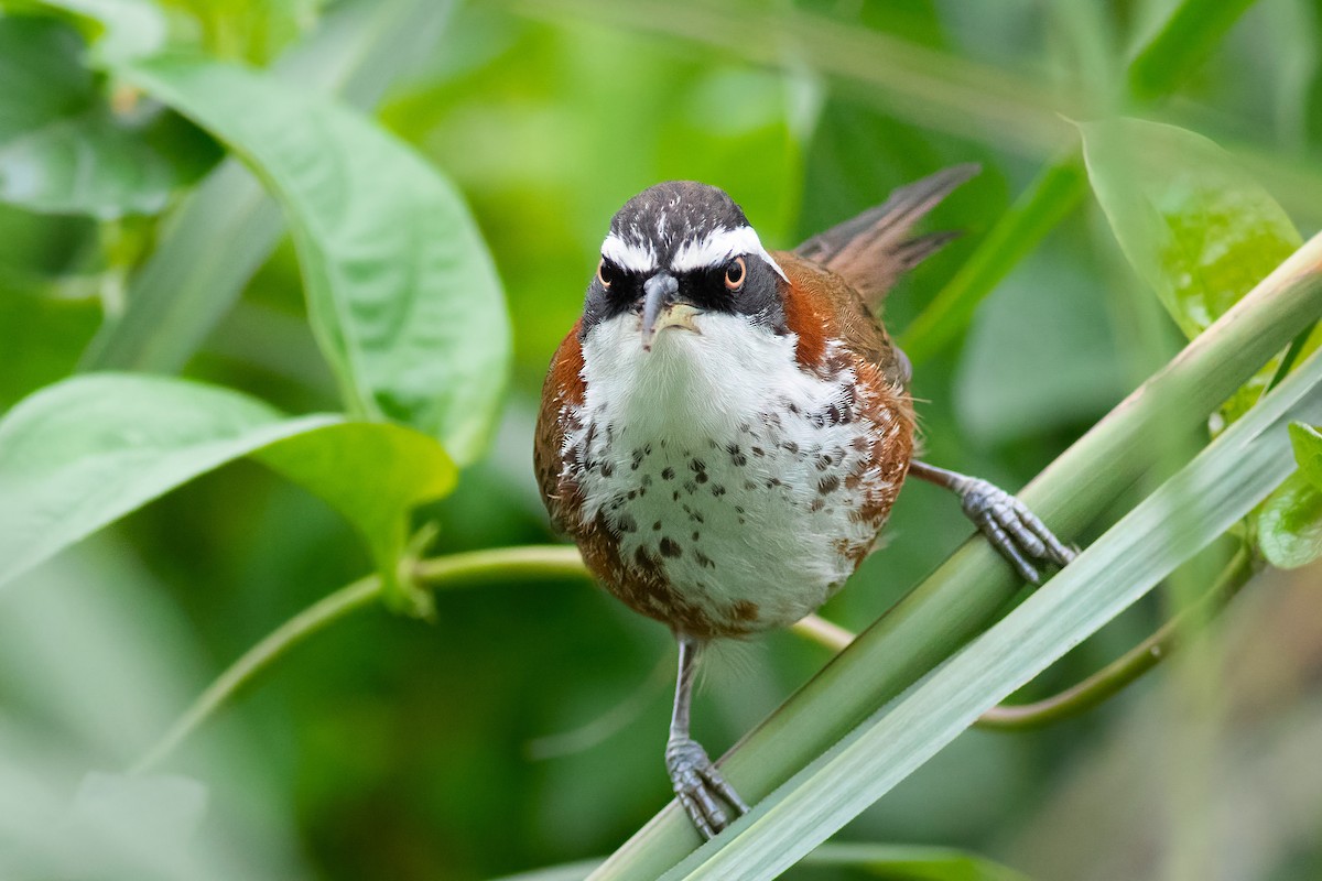 Taiwan Scimitar-Babbler - ML645415273