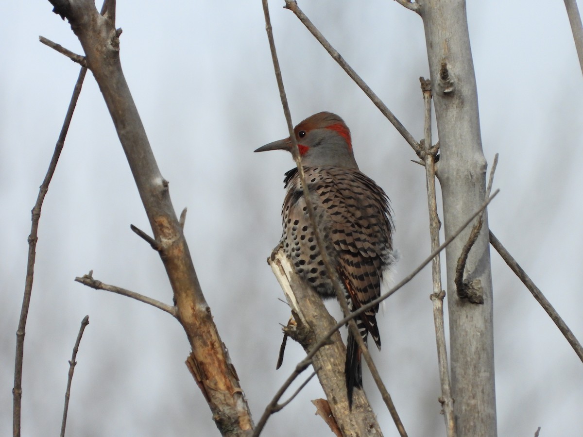 Northern Flicker (Yellow-shafted x Red-shafted) - ML645415277