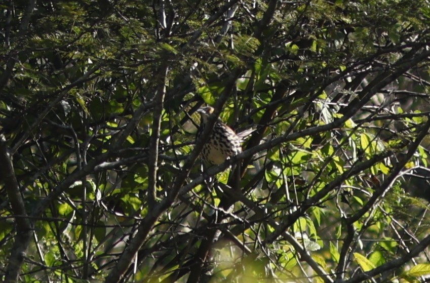 Long-billed Thrasher - ML645415278