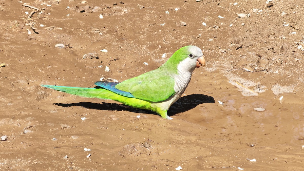 Mönchssittich - ML645415279