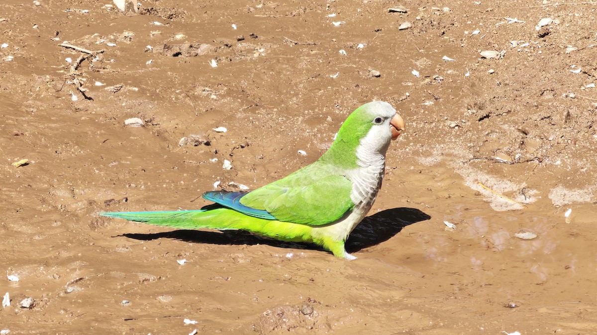 Mönchssittich - ML645415280