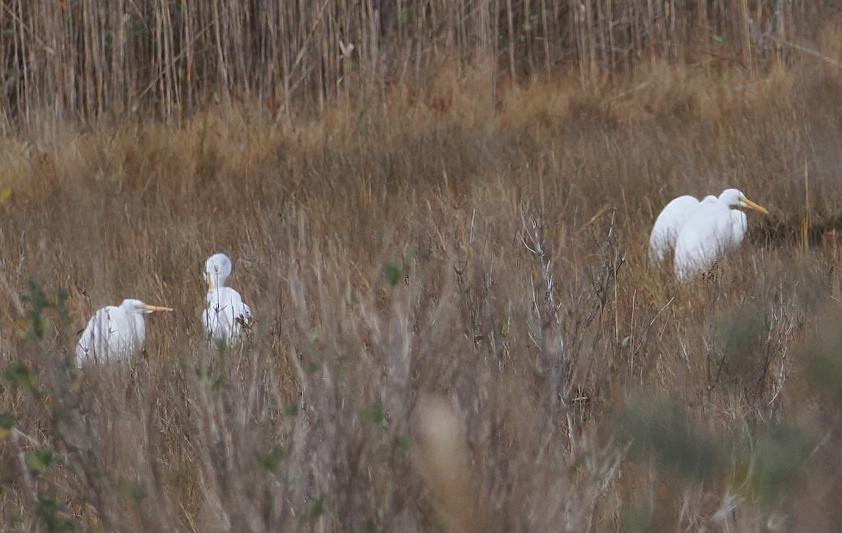 Koartza zuria - ML645415281