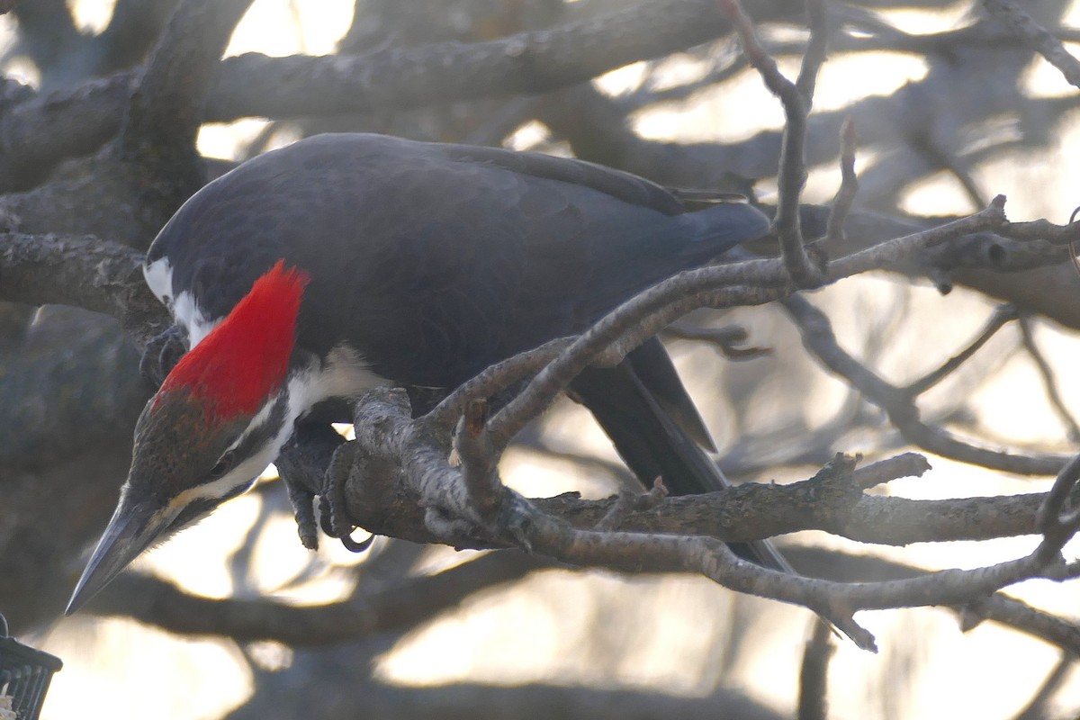 Pileated Woodpecker - ML645415289