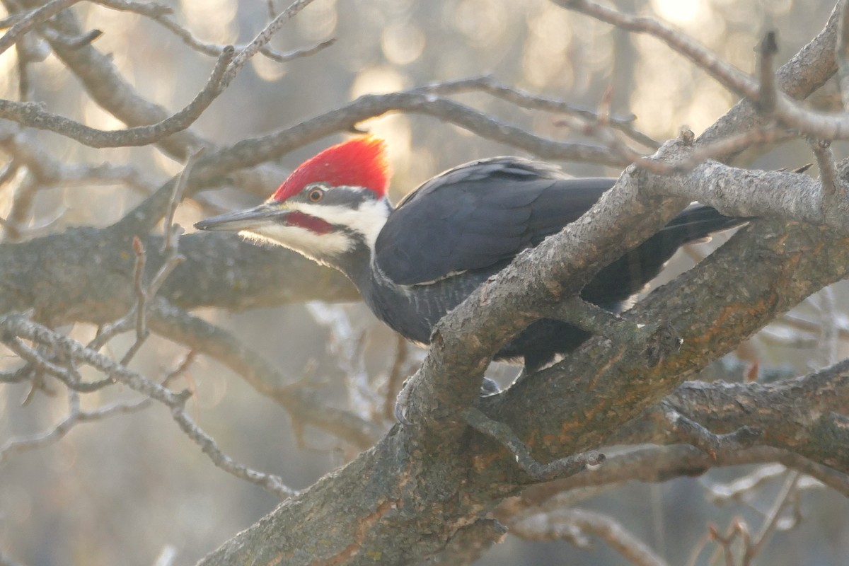 Pileated Woodpecker - ML645415290