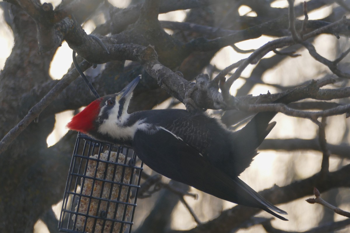 Pileated Woodpecker - ML645415291