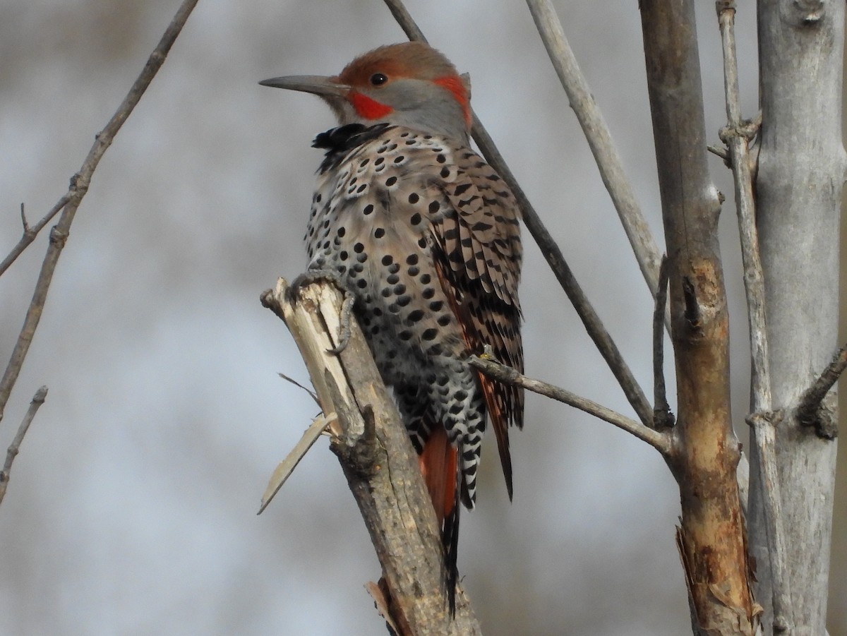 Northern Flicker (Yellow-shafted x Red-shafted) - ML645415293