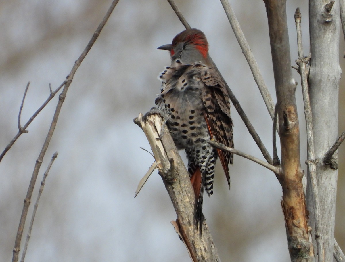 Northern Flicker (Yellow-shafted x Red-shafted) - ML645415297