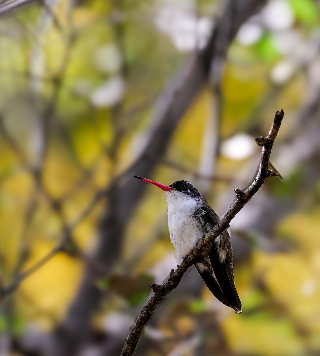 Violet-crowned Hummingbird - ML645415299