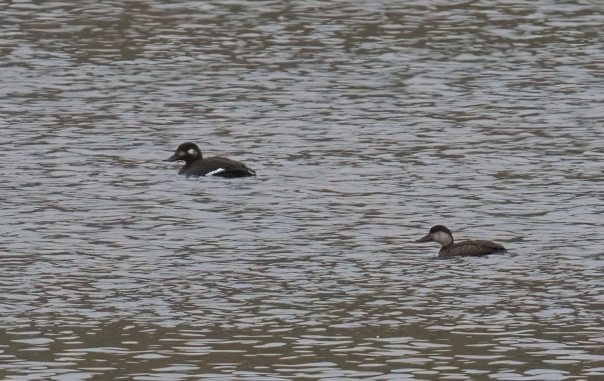 Common Scoter - ML645415300