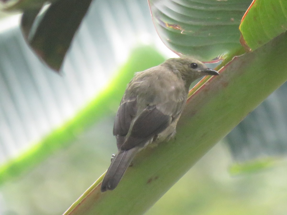 Tangara Palmera - ML645415308