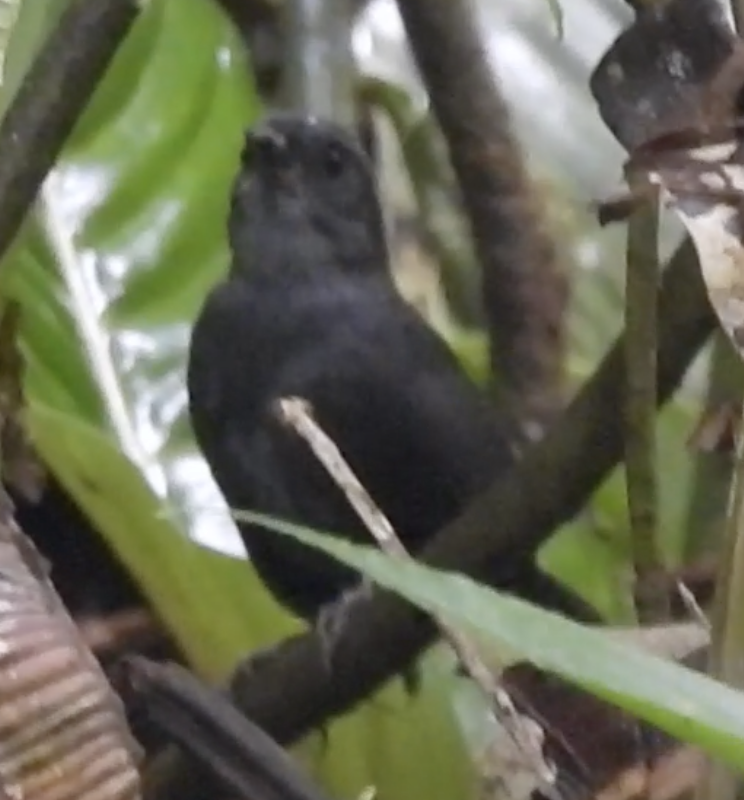 Choco Tapaculo - ML645415310