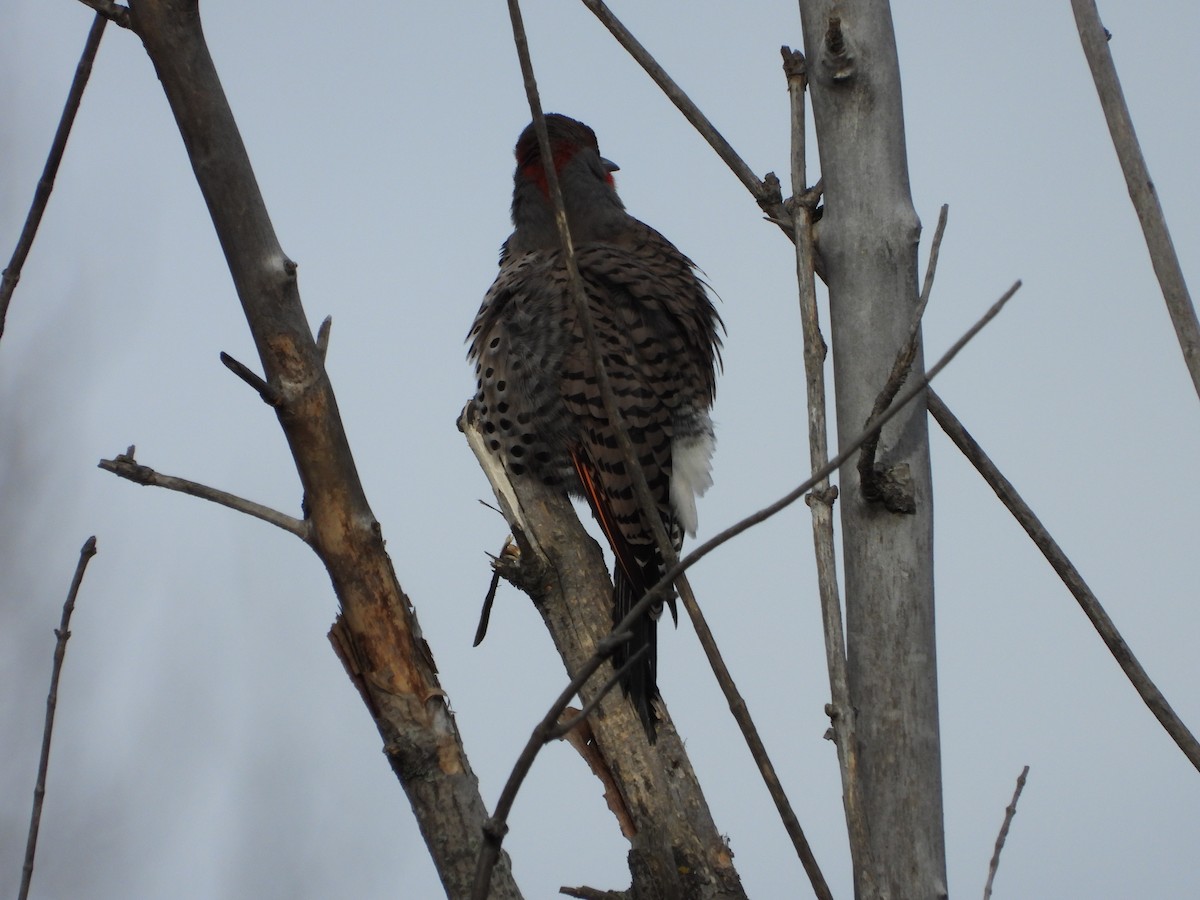 Northern Flicker (Yellow-shafted x Red-shafted) - ML645415312