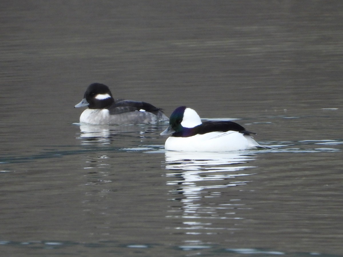 Bufflehead - ML645415318