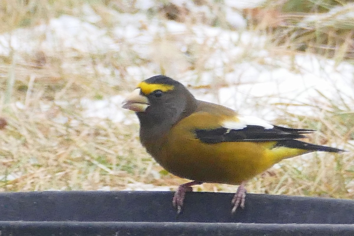 Evening Grosbeak - ML645415320