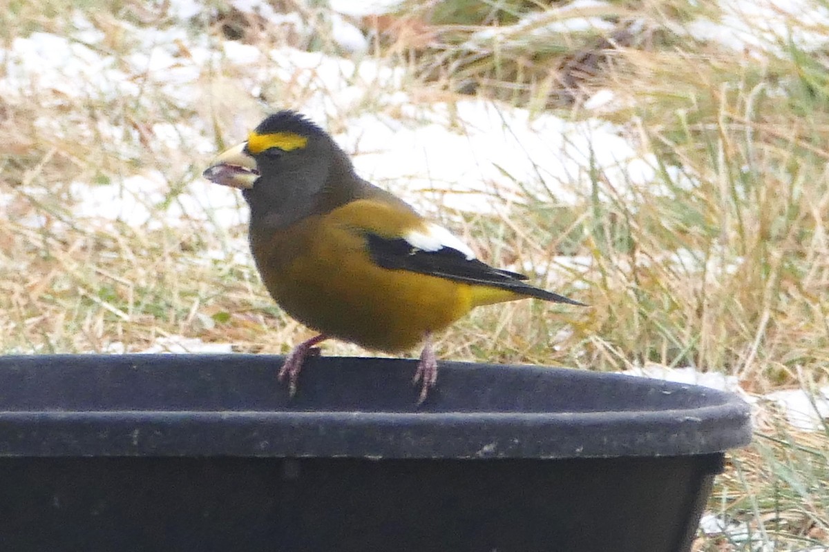 Evening Grosbeak - ML645415321