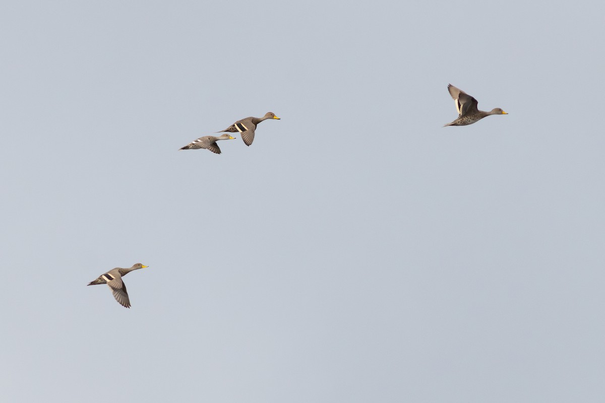 Yellow-billed Pintail - ML645415329