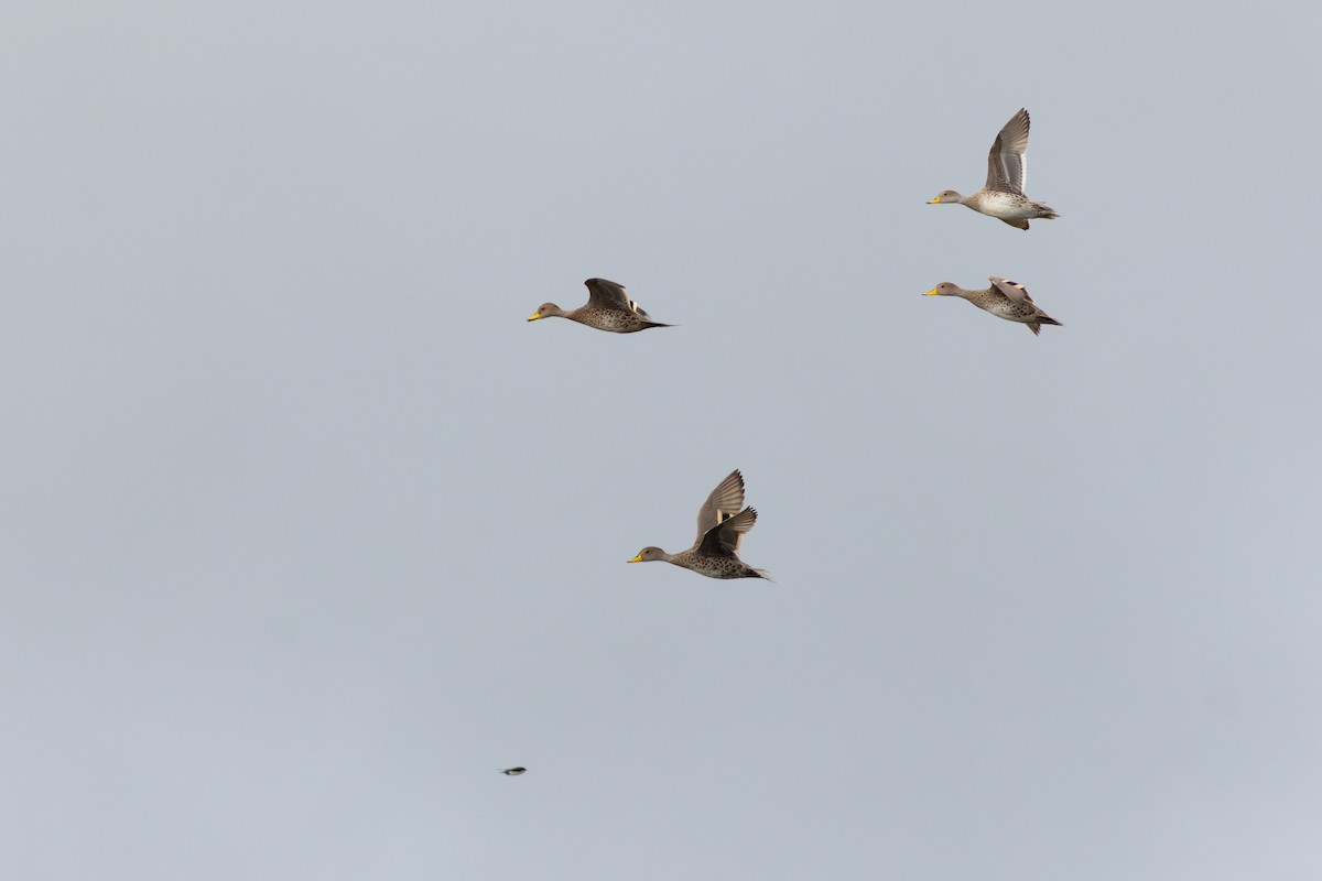 Yellow-billed Pintail - ML645415330
