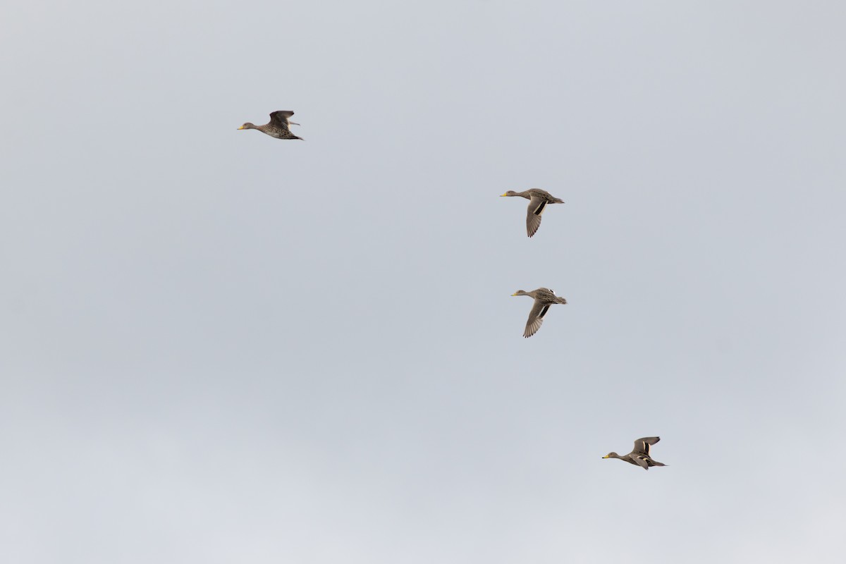 Yellow-billed Pintail - ML645415331