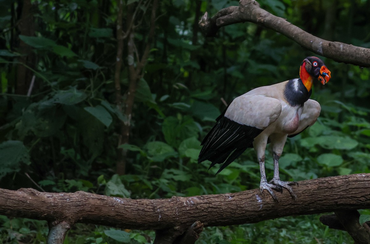 kondor královský - ML645415341