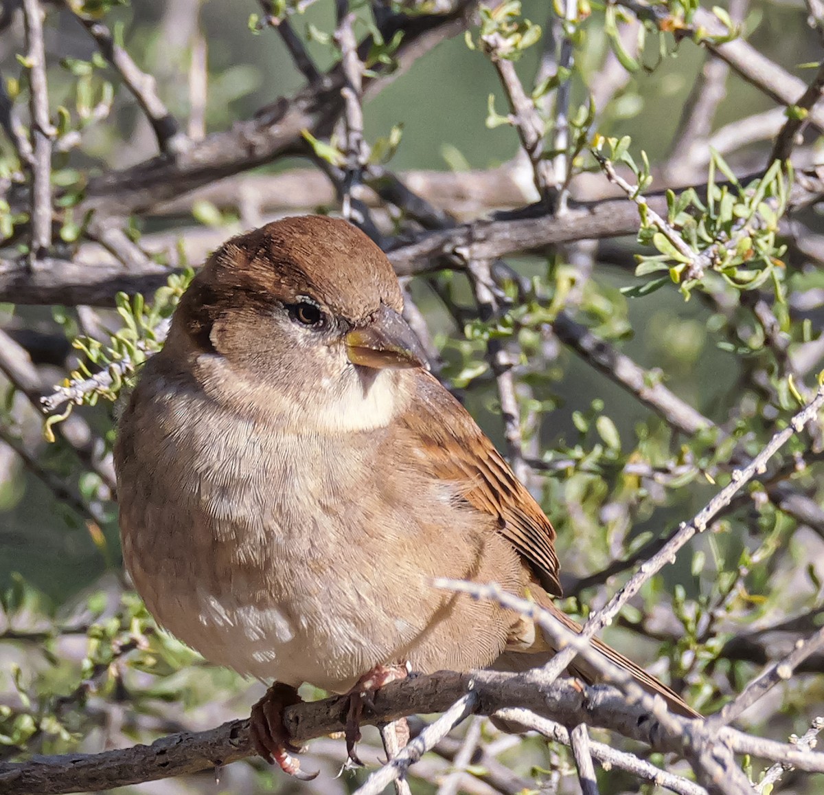 דרור הבית - ML645415351
