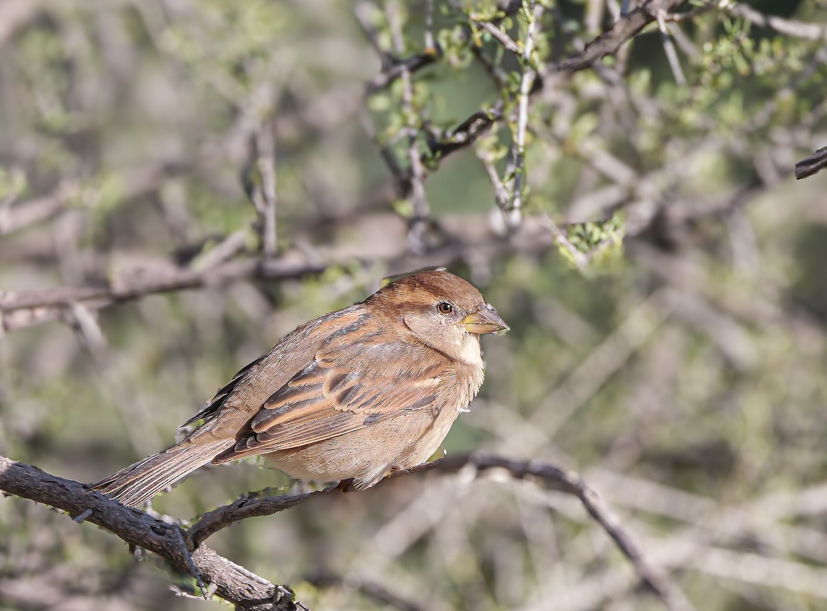 דרור הבית - ML645415352