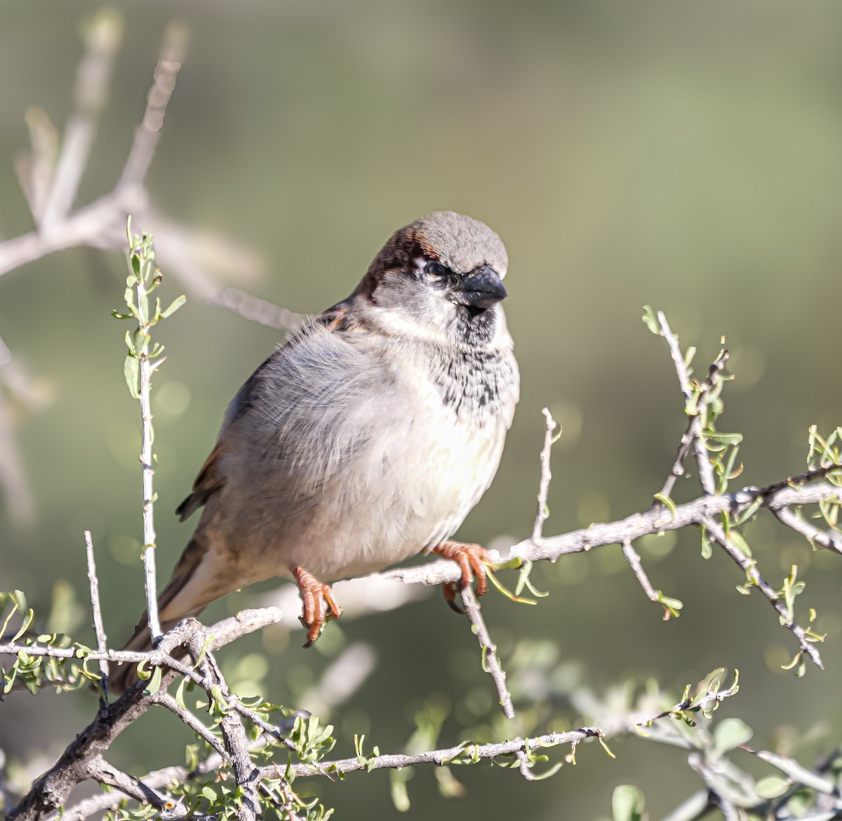 דרור הבית - ML645415353