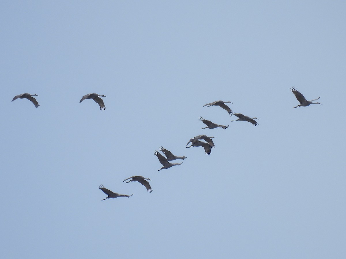 Sandhill Crane - ML645415366
