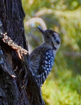 Ladder-backed Woodpecker - ML645415372