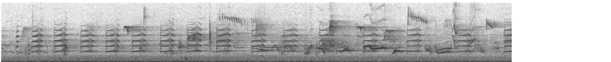 čejka australská (ssp. novaehollandiae) - ML645415376