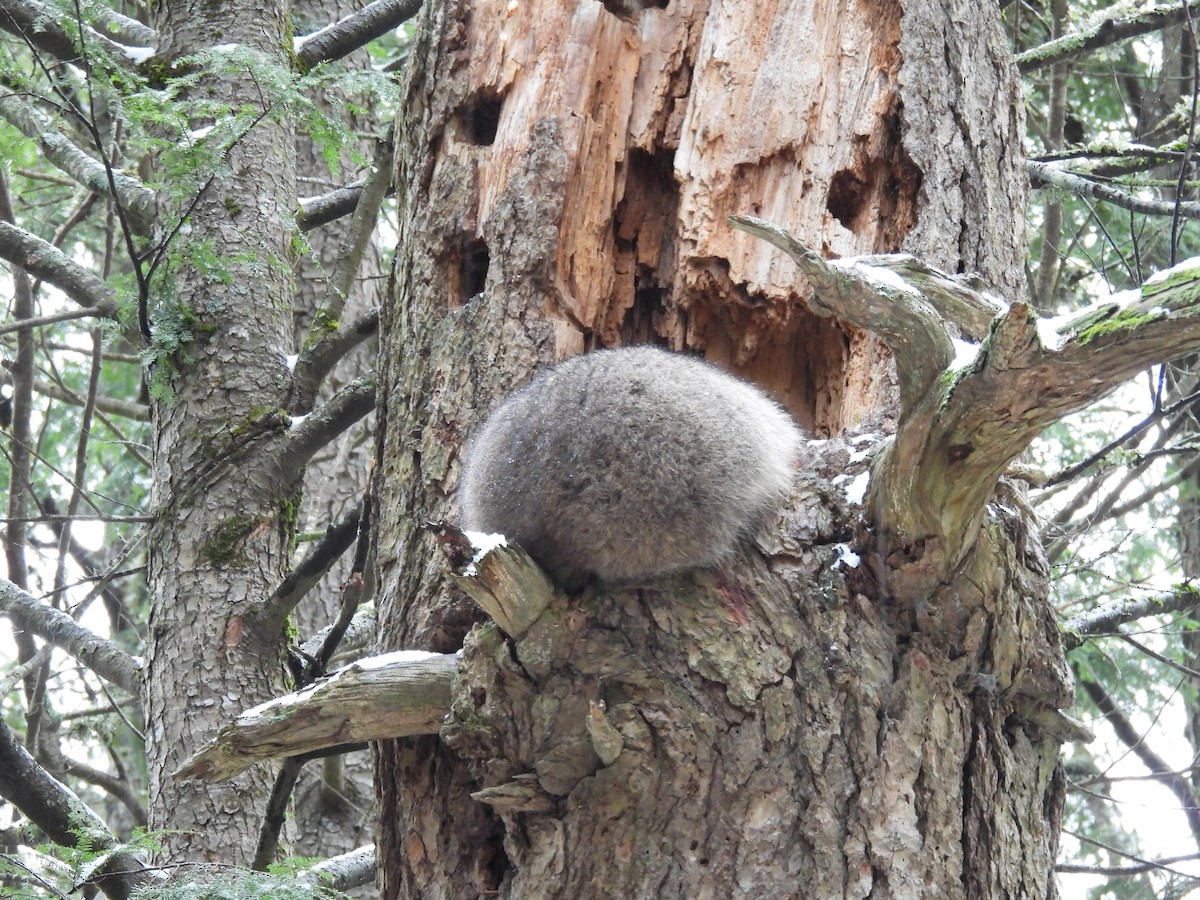 Common Raccoon - ML645415378