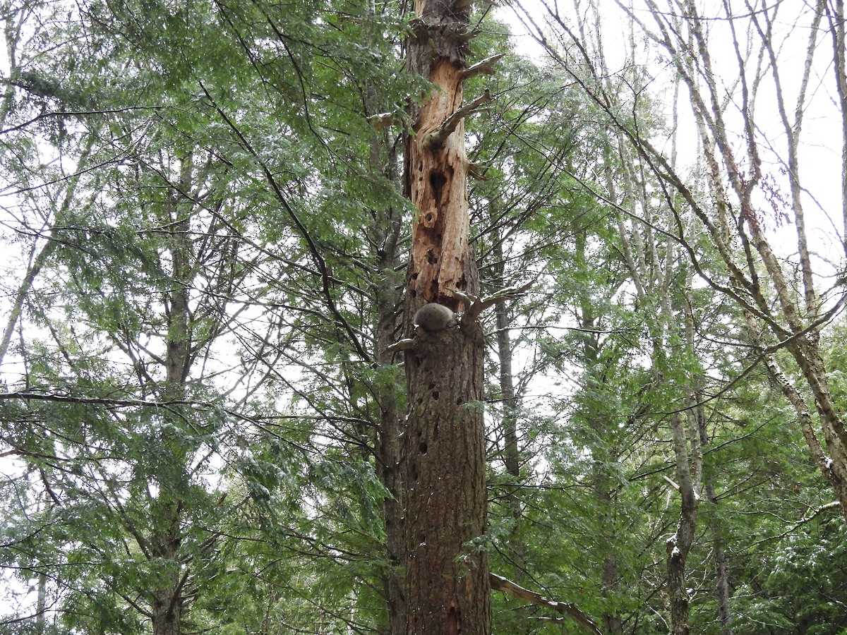 Common Raccoon - ML645415379