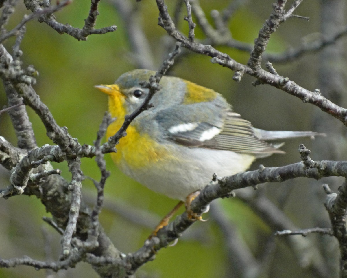 Northern Parula - ML645415381