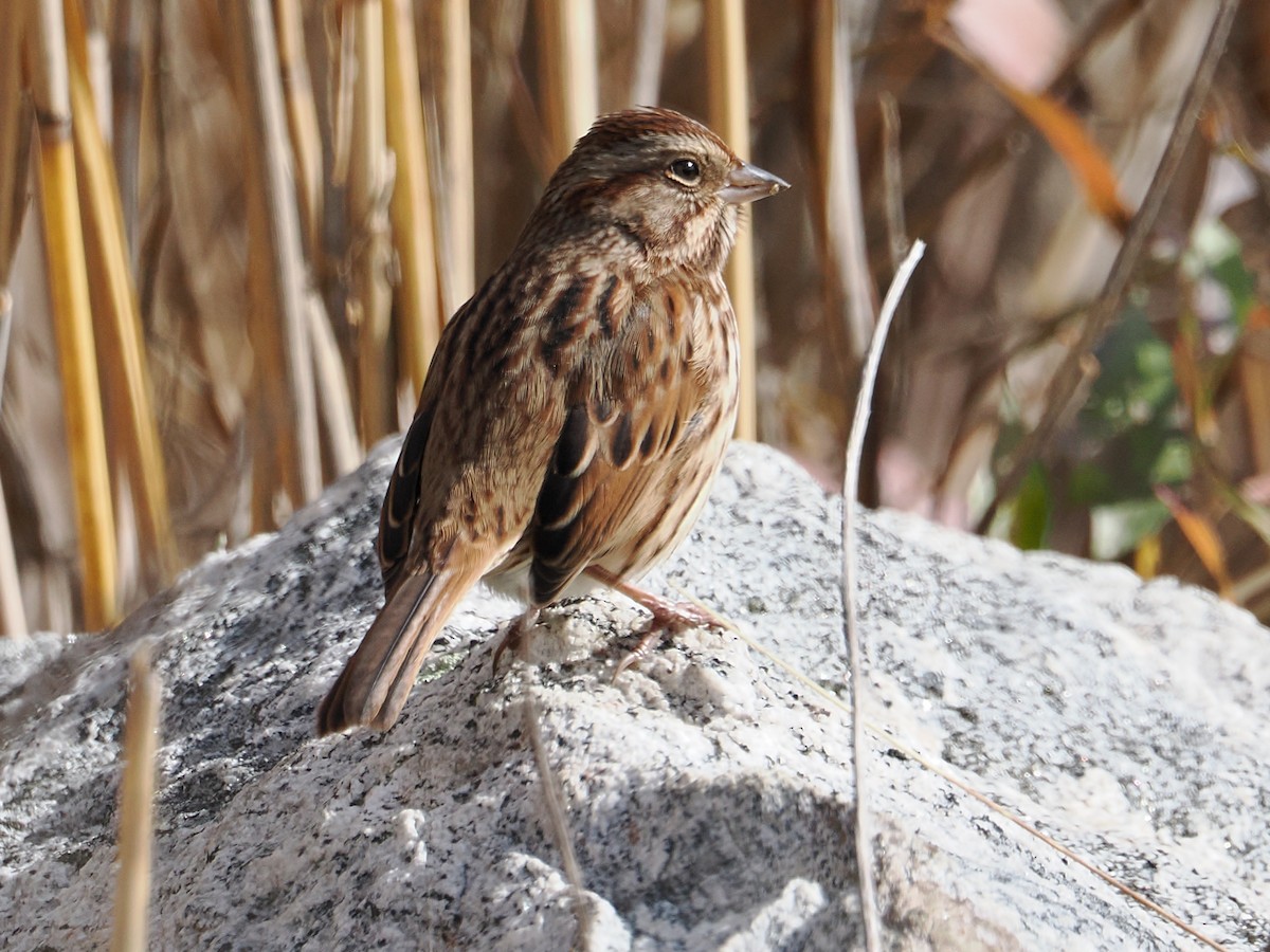 Song Sparrow - ML645415410