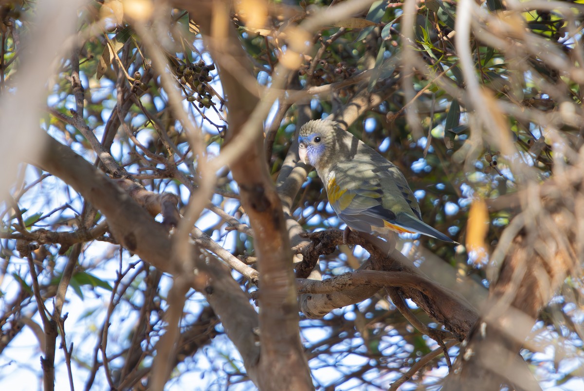 Greater Bluebonnet - ML645415411