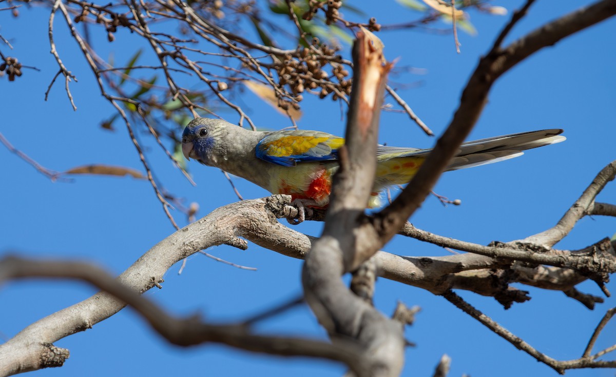 Greater Bluebonnet - ML645415412