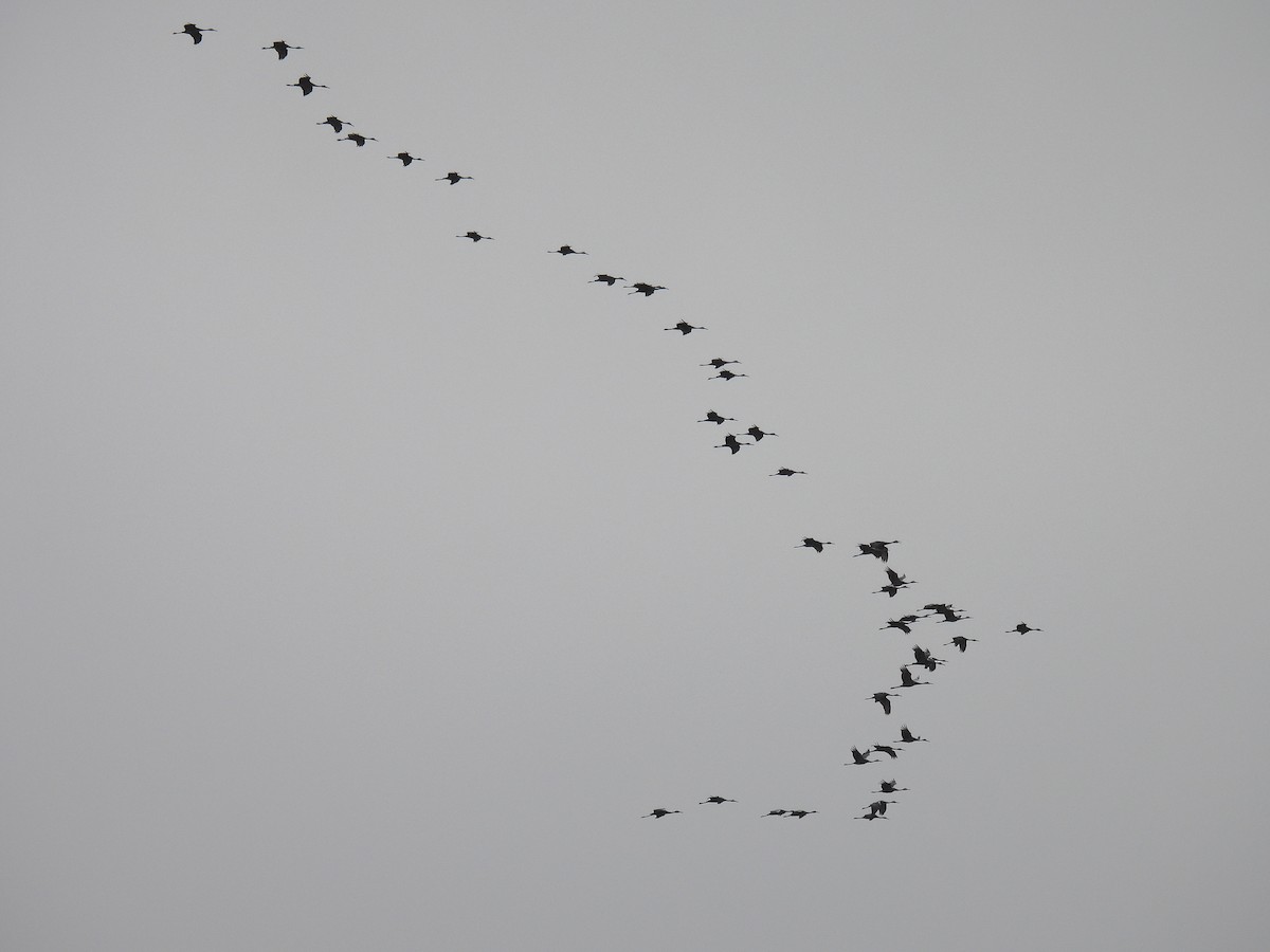 Sandhill Crane - ML645415413