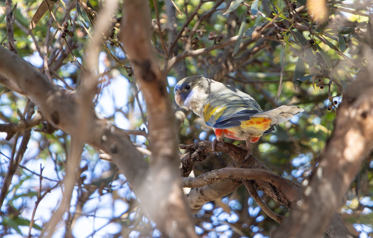 Greater Bluebonnet - ML645415414