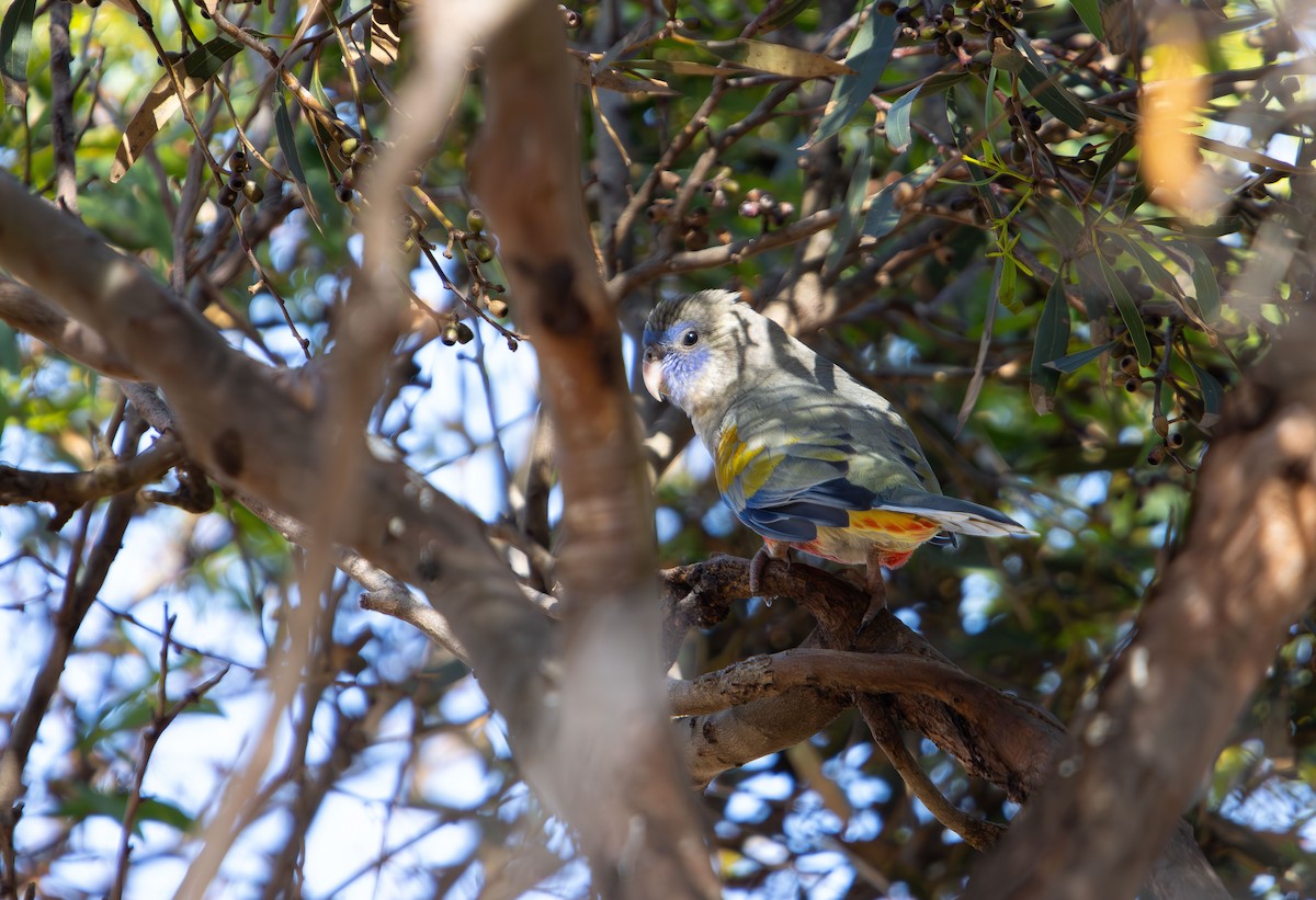 Greater Bluebonnet - ML645415415