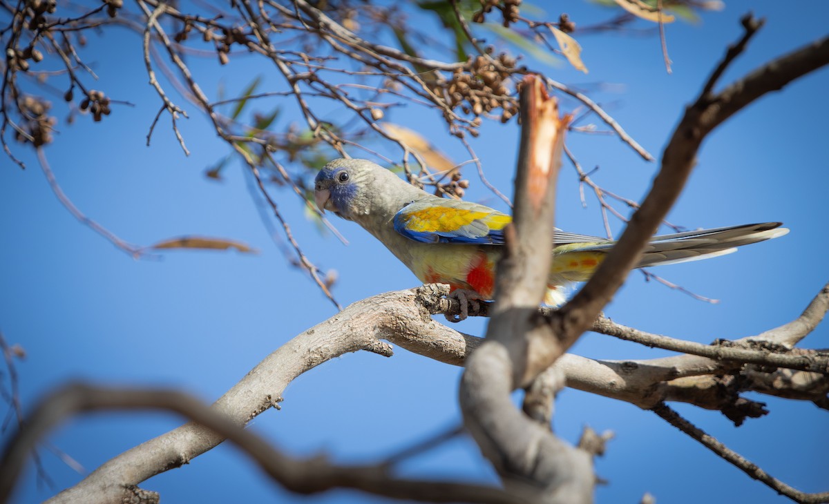 Greater Bluebonnet - ML645415416