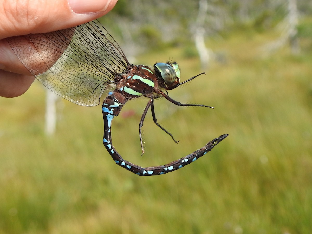 Insects - ML645415420