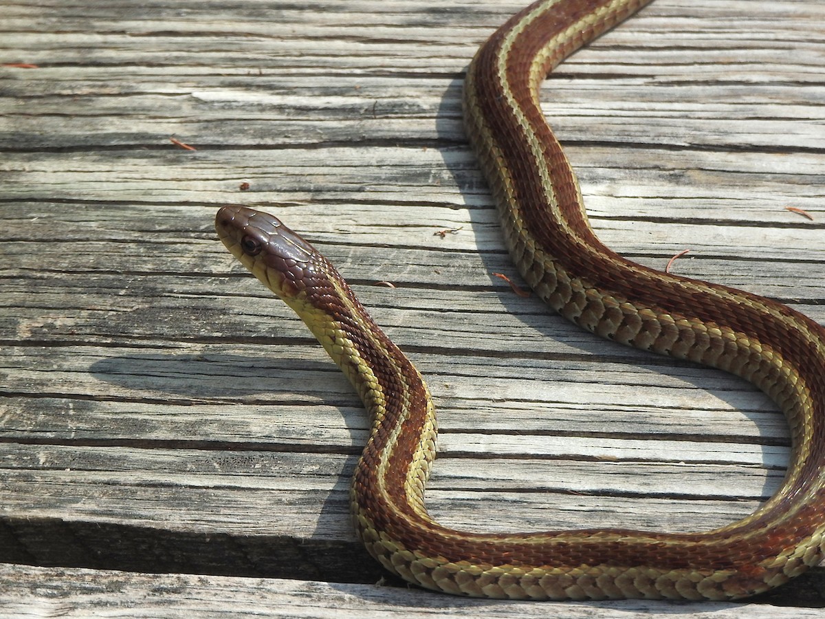 Maritime Garter Snake - ML645415421