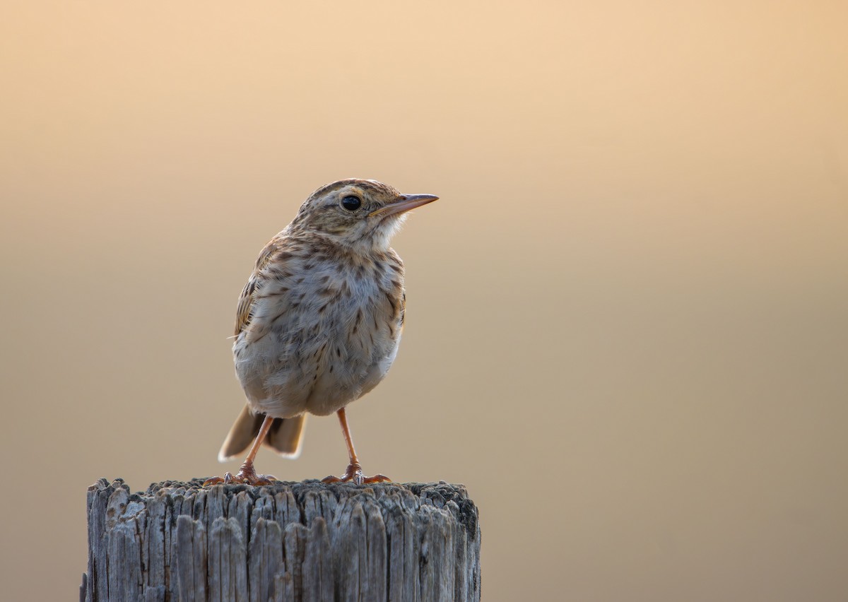 Australian Pipit - ML645415430
