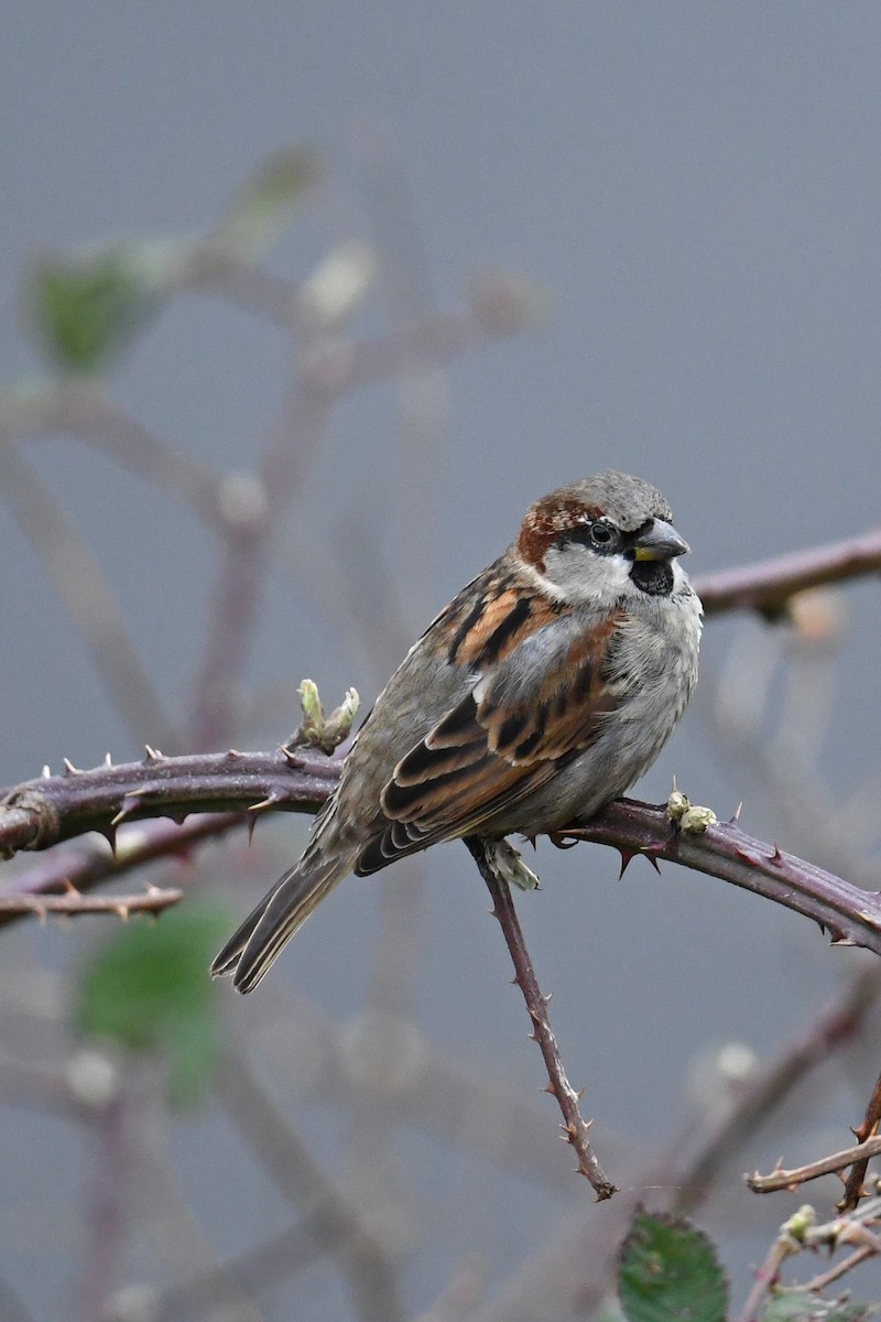 דרור הבית - ML645415431