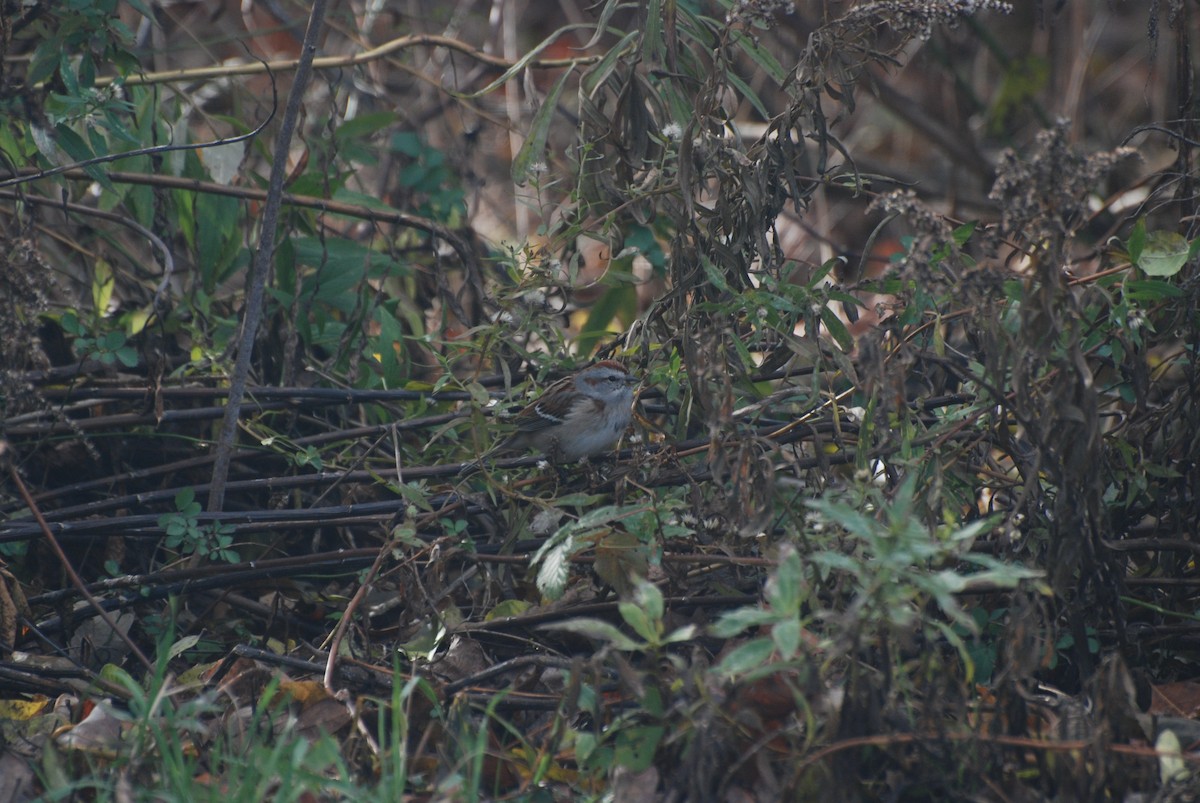 ムナフヒメドリ - ML645415433