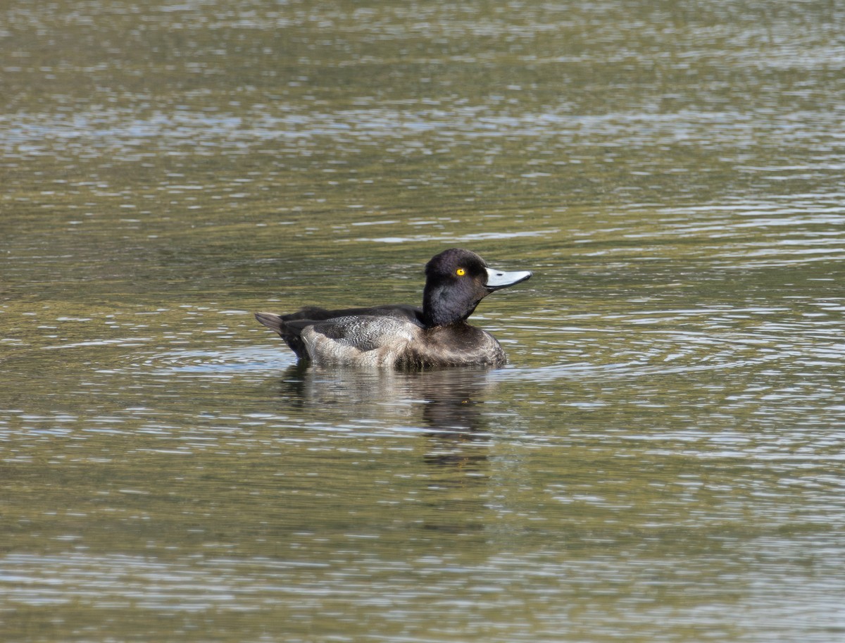 Lesser Scaup - ML645415434