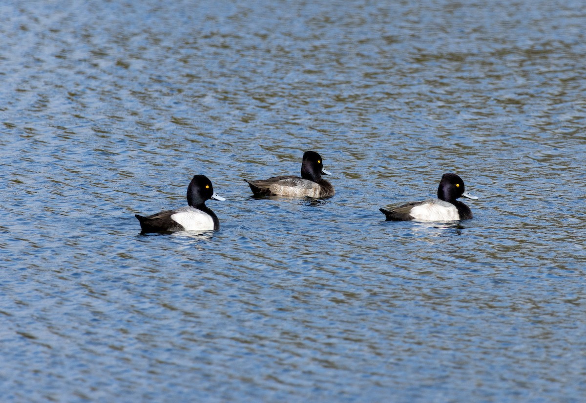 Lesser Scaup - ML645415435