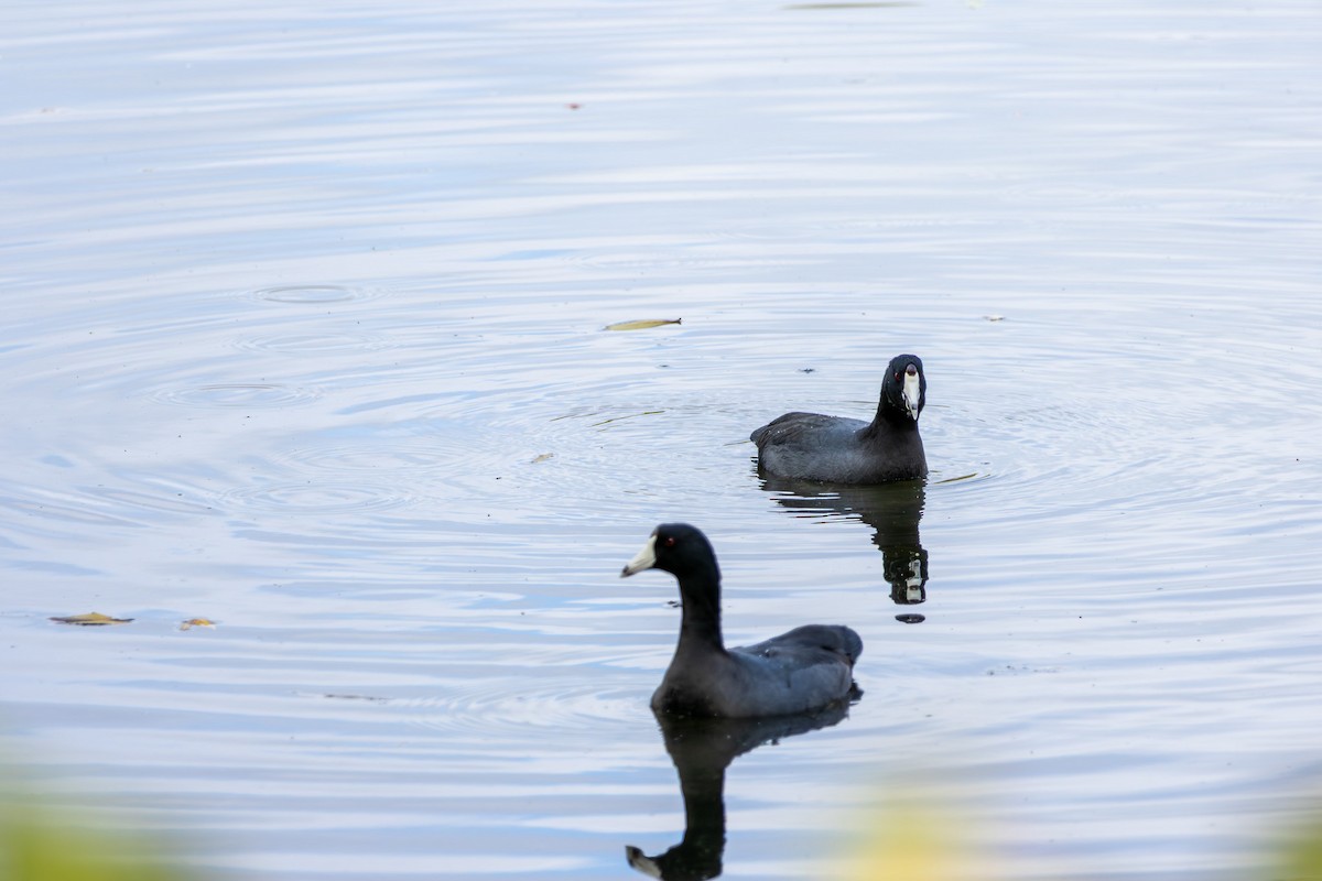 American Coot - ML645415444