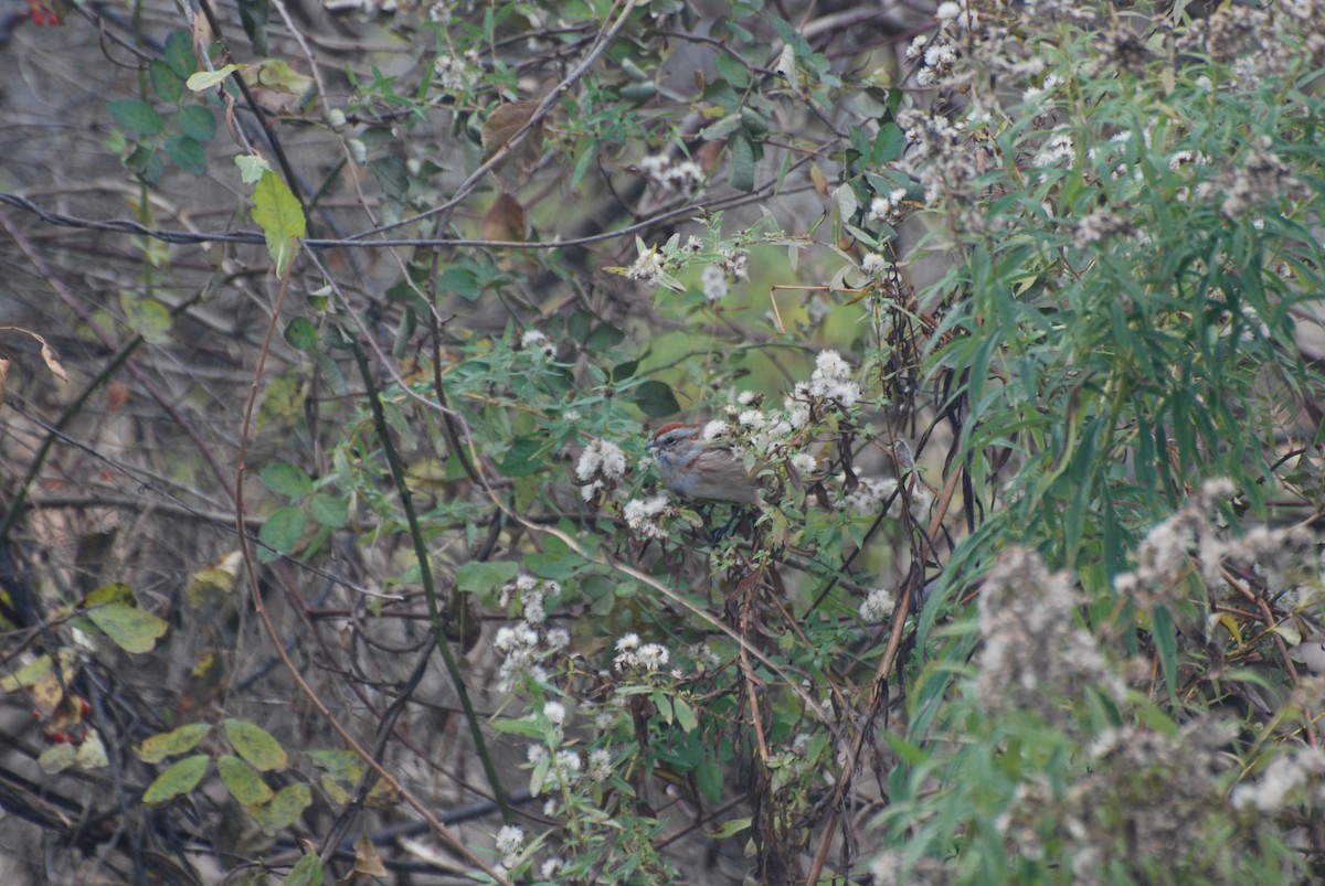 ムナフヒメドリ - ML645415445